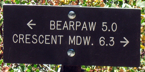 bearpaw